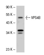 VPS4B (C-13): sc-21466. Western blot analysis of VPS4B expression in HeLa whole cell lysate.