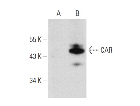 CAR (E1-1): sc-56892. Western blot analysis of CAR expression in non-transfected: sc-117752 (A) and human CAR transfected: sc-159755 (B) 293T whole cell lysates.