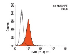 CAR (E1-1) PE: sc-56892 PE. FCM analysis of HeLa cells. Black line histogram represents the isotype control, normal mouse IgG<sub>1</sub>: sc-2866.
