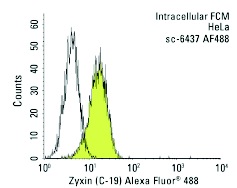 Zyxin (C-19) Alexa Fluor 488: sc-6437 AF488. Intracellular FCM analysis of fixed and permeabilized HeLa cells. Black line histogram represents the isotype control, normal goat IgG: sc-45067.