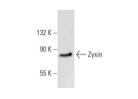 Zyxin (C-19): sc-6437. Western blot analysis of Zyxin expression in HeLa whole cell lysate.