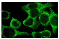 Zyxin (N-19): sc-6438. Immunofluorescence staining of methanol-fixed HeLa cells showing cytoplasmic staining.