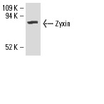Zyxin (H-200): sc-15338. Western blot analysis of Zyxin expression in mouse PBL whole cell lysate.