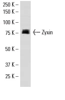 Zyxin (H-200): sc-15338. Western blot analysis of Zyxin expression in mouse PBL whole cell lysate.
