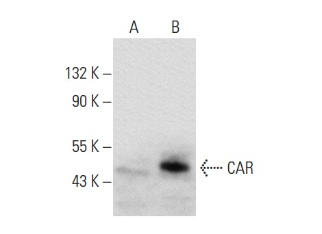 CAR (N-17): sc-10313. Western blot analysis of CAR expression in non-transfected: sc-117752 (A) and human CAR transfected: sc-159755 (B) 293T whole cell lysates.