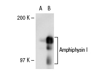 Amphiphysin I (8): sc-21710. Western blot analysis of Amphiphysin I expression in non-transfected: sc-117752 (A) and human Amphiphysin I transfected: sc-114254 (B) 293T whole cell lysates.