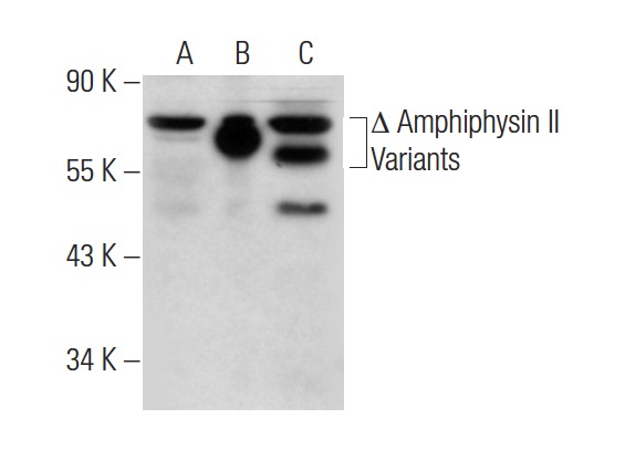 Amphiphysin II (2F11): sc-23918. Western blot analysis of Amphiphysin II expression in non-transfected 293T: sc-117752 (A), truncated human Amphiphysin II transfected 293T: sc-176827 (B) and HeLa (C) whole cell lysates.