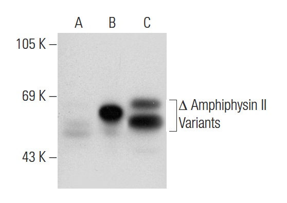 Amphiphysin II (D-3): sc-74486. Western blot analysis of Amphiphysin II expression in non-transfected 293T: sc-117752 (A), truncated human Amphiphysin II transfected 293T: sc-176827 (B) and HeLa (C) whole cell lysates.
