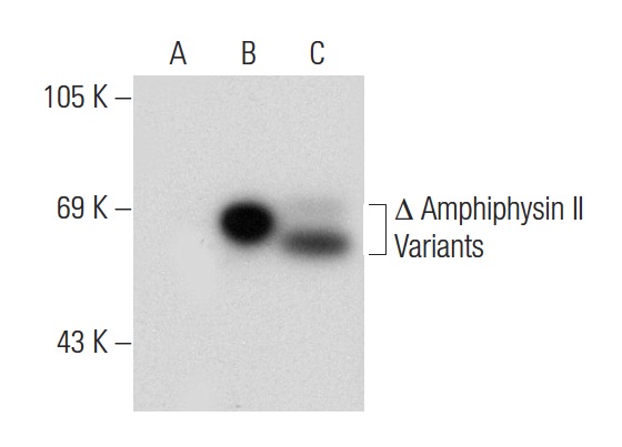 Amphiphysin II (G-10): sc-74487. Western blot analysis of Amphiphysin II expression in non-transfected 293T: sc-117752 (A), truncated human Amphiphysin II transfected 293T: sc-176827 (B) and HeLa (C) whole cell lysates.