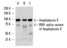 Amphiphysin II (H-100): sc-30099. Western blot analysis of Amphiphysin II and BIN splice variant of Amphiphysin II expression in IMR-32 (A), H4 (B) and Sol8 (C) whole cell lysates.