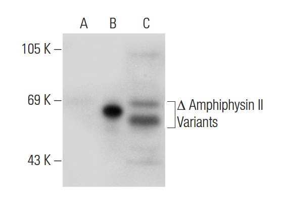 Amphiphysin II (H-100): sc-30099. Western blot analysis of Amphiphysin II expression in non-transfected 293T: sc-117752 (A), truncated human Amphiphysin II transfected 293T: sc-176827 (B) and HeLa (C) whole cell lysates.