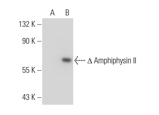 Amphiphysin II (N-19): sc-8534. Western blot analysis of Amphiphysin II expression in non-transfected: sc-117752 (A) and truncated human Amphiphysin II transfected: sc-176827 (B) 293T whole cell lysates.