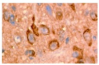 arfaptin 1 (I-19): sc-19246. Immunoperoxidase staining of formalin fixed, paraffin-embedded mouse brain tissue showing membrane and cytoplasmic localization.