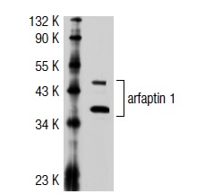arfaptin 1 (I-19): sc-19246. Western blot analysis of arfaptin 1 expression in JAR whole cell lysate.
