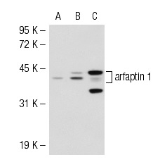 arfaptin 1 (I-19): sc-19246. Western blot analysis of arfaptin 1 expression in non-transfected 293T: sc-117752 (A), human arfaptin 1 transfected 293T: sc-111774 (B) and JAR (C) whole cell lysates.