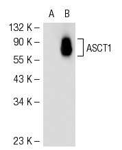 ASCT1 (C-20): sc-50801. Western blot analysis of ASCT1 expression in non-transfected: sc-117752 (A) and human ASCT1 transfected: sc-171835 (B) 293T whole cell lysates.