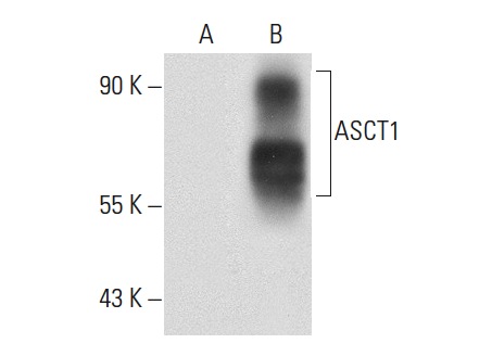 ASCT1 (C-20): sc-50801. Western blot analysis of ASCT1 expression in non-transfected: sc-117752 (A) and human ASCT1 transfected: sc-171350 (B) 293T whole cell lysates.