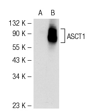 ASCT1 (P-12): sc-50807. Western blot analysis of ASCT1 expression in non-transfected: sc-117752 (A) and human ASCT1 transfected: sc-171835 (B) 293T whole cell lysates.