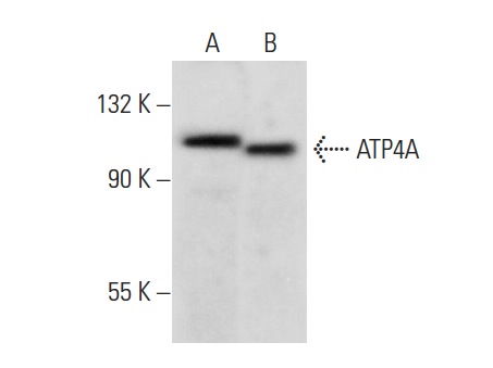 ATP4A (S-12): sc-167155. Western blot analysis of ATP4A expression in K-562 (A) and NIH/3T3 (B) whole cell lysates.