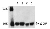 γ2-COP (C-20): sc-14165. Western blot analysis of γ2-COP expression in 3T3-L1 (A), MM-142 (B), MOLT-4 (C) and Daudi (D) whole cell lysates.