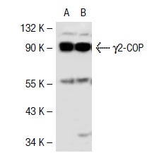 γ2-COP (C-20): sc-14165. Western blot analysis of γ2-COP expression in non-transfected: sc-117752 (A) and human γ2-COP transfected: sc-112076 (B) 293T whole cell lysates.