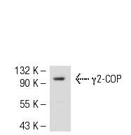 γ2-COP (C-20): sc-14165. Western blot analysis of γ2-COP expression in HeLa whole cell lysate.