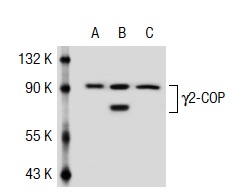 γ2-COP (S-21): sc-23204. Western blot analysis of γ2-COP expression in non-transfected 293T: sc-117752 (A), human γ2-COP transfected 293T: sc-112076 (B) and BJAB (C) whole cell lysates.