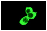 CRABP-II (K-13): sc-10065. Immunofluorescence staining of methanol-fixed NIH/3T3 cells showing cytoplasmic staining.