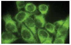 DRP1 (H-300): sc-32898. Immunofluorescence staining of methanol-fixed HeLa cells showing cytoplasmic localization.