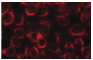 DRP1 (H-300): sc-32898. Immunofluorescence staining of methanol-fixed HeLa cells showing cytoplasmic localization.