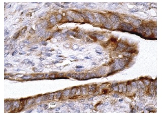DRP1 (H-300): sc-32898. Immunoperoxidase staining of formalin fixed, paraffin-embedded human fallopian tube tissue showing cytoplasmic staining of glandular cells.