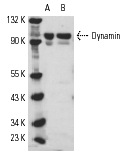 Dynamin (H-300): sc-11362. Western blot analysis of Dynamin expression in rat brain (A) and mouse brain (B) extracts.