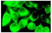 Dynamin (H-300): sc-11362. Immunofluorescence staining of methanol-fixed HeLa cells showing cytoplasmic localization.