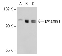 Dynamin (H-300): sc-11362. Western blot analysis of Dynamin I expression in non-transfected 293T: sc-117752 (A), human Dynamin I transfected 293T: sc-117282 (B) and SK-N-SH (C) whole cell lysates.