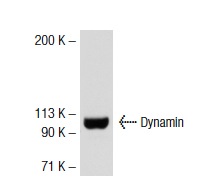 Dynamin (H-300): sc-11362. Western blot analysis of Dynamin expression in mouse brain tissue extract.