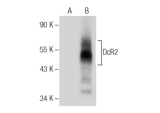 DcR2 (D-15): sc-11638. Western blot analysis of DcR2 expression in non-transfected: sc-117752 (A) and human DcR2 transfected: sc-371573 (B) 293T whole cell lysates.