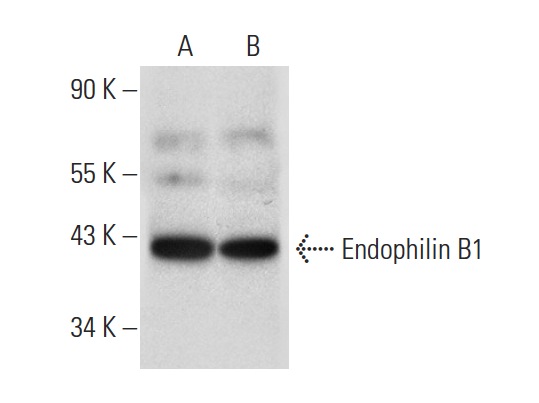 Endophilin B1 (G-6): sc-374146. Western blot analysis of Endophilin B1 expression in HeLa (A) and Hep G2 (B) whole cell lysates.