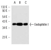 Endophilin I (G-8): sc-46702. Western blot analysis of Endophilin I expression in human brain (A), mouse brain (B) and rat brain (C) tissue extracts.