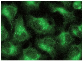 GP73 (C-14): sc-48010. Immunofluorescence staining of methanol-fixed HeLa cells showing golgi apparatus localization.