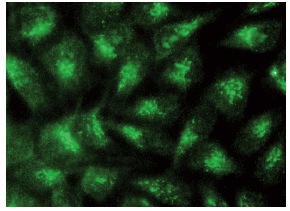 GRASP65 (G-9): sc-365412. Immunofluorescence staining of methanol-fixed HeLa cells showing Golgi apparatus and cytoplasmic localization.