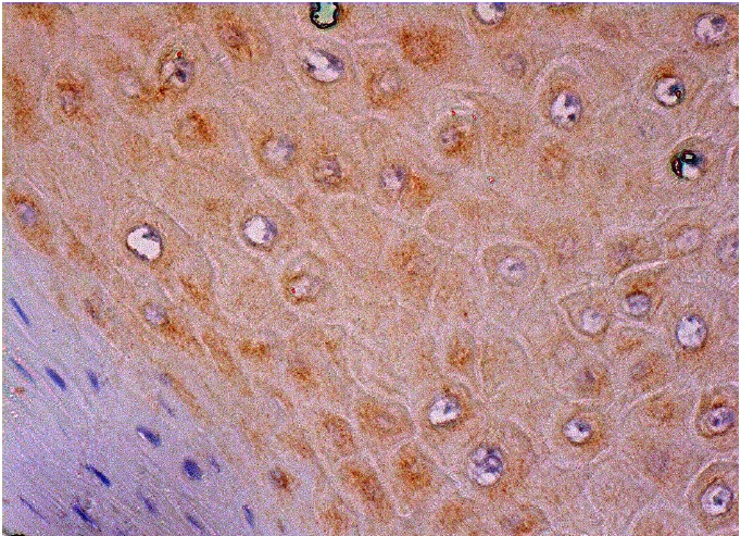 GRASP65 (G-9): sc-365412. Immunoperoxidase staining of formalin fixed, paraffin-embedded human oral mucosa tissue showing cytoplasmic staining of squamous epithelial cells.