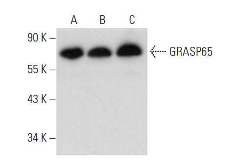 GRASP65 (G-9): sc-365412. Western blot analysis of GRASP65 expression in HeLa (A), Hep G2 (B) and K-562 (C) whole cell lysates.