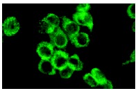 karyopherin β1 (C-19): sc-1863. Immunofluorescence staining of methanol-fixed NIH/3T3 cells showing cytoplasmic and nuclear envelope localization.