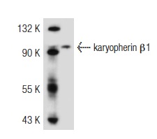 karyopherin β1 (C-19): sc-1863. Western blot analysis of karyopherin β1 expression in 293T whole cell lysate.