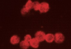 karyopherin β1 (C-19): sc-1863. Immunofluorescence staining of methanol-fixed NIH/3T3 cells showing nuclear localization.
