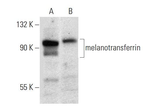 melanotransferrin (A-3): sc-271006. Western blot analysis of melanotransferrin expression in SK-MEL-28 (A) and A-431 (B) whole cell lysates.