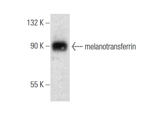 melanotransferrin (C-20): sc-26651. Western blot analysis of melanotransferrin expression in A-431 whole cell lysate.