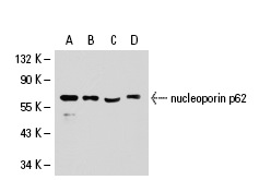 nucleoporin p62 (1B6): sc-101542. Western blot analysis of nucleoporin p62 expression in BJAB (A), HeLa (B), Jurkat (C) and PC-3 (D) whole cell lysates.