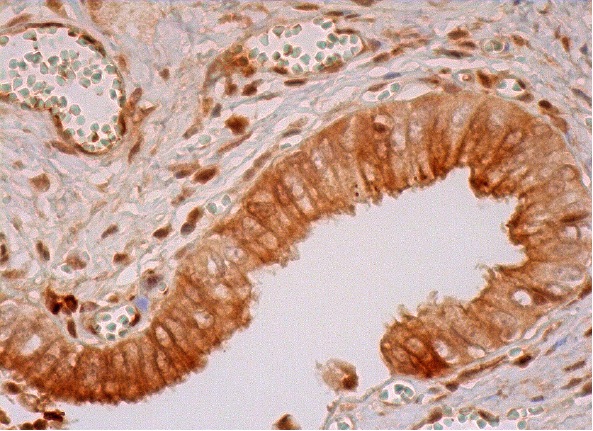 p115 (H-11): sc-48363. Immunoperoxidase staining of formalin fixed, paraffin-embedded human gall bladder tissue showing cytoplasmic, membrane and nuclear staining of glandular cells and nuclear staining of Interstitial cells.