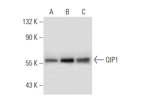 QIP1 (3D10): sc-101547. Western blot analysis of QIP1 expression in non-transfected 293T: sc-117752 (A), human QIP1 transfected 293T: sc-172097 (B) and HeLa (C) whole cell lysates.